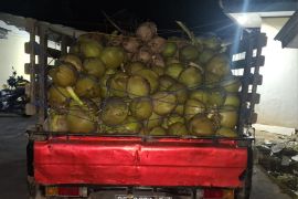 Polisi berhasil ringkus tiga pelaku pencuri buah kelapa di Lampung Selatan