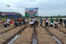 Pemkab: Sawah pokok murah bisa tingkatkan produksi padi Pasaman Barat