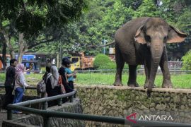Libur panjang, 100 Ribu pengunjung diprediksi padati Taman Margasatwa Ragunan