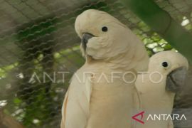 Lembaga KKI kolaborasi berbagai pihak cegah perburuan kakatua di Maluku