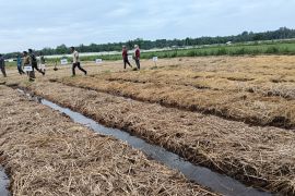 Produksi padi di Pasaman Barat Januari-April capai 36.786 ton