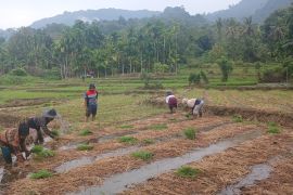 Pertamina Sumbagut tanam perdana sawah inkubasi dekomposer