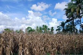 Produksi jagung di Agam capai 39.029,1 ton selama 2025
