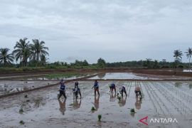 Distan: Tanaman padi di Mukomuko tidak terdampak kemarau