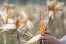 BPS catat luas panen jagung pipilan Gorontalo alami kenaikan