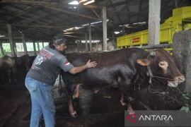 Sapi qurban Presiden di Bengkulu