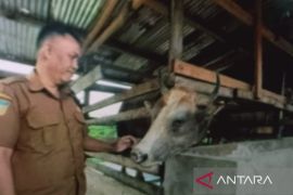 DPKP Biak Numfor sebut hasil pemeriksaan lab sapi kurban Presiden sehat