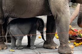 Kebun Binatang di Batu sambut kelahiran baru anak gajah Sumatera