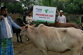 Program tebar hewan kurban Dompet Dhuafa hingga ke Palestina, Somalia, dan Myanmar