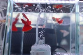 Kompetisi ikan gupi curi perhatian di Shenyang China