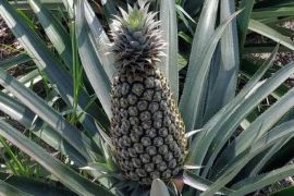 Kemenkum Babel usulkan Nanas Bikang jadi Indikasi Geografis