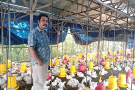Aliansi peternak ayam mandiri Belitung desak perbaikan tata niaga