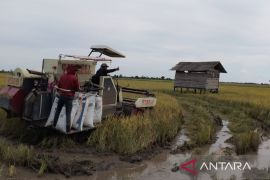 Panen tanaman padi musim tanam pertama  di Penajam.24.500 ton GKP