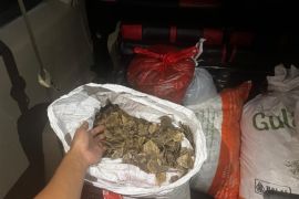 Kemenhut gagalkan perdagangan 80,5 kg sisik trenggiling di Kalsel