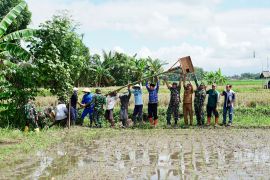 Dispertan Banyuwangi tebar ratusan burung hantu guna kendalikan hama tikus