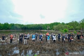 Telkomsel tanam 600 mangrove di Balikpapan peringati 30 tahun layanan