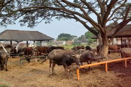 Idul Adha, DLH Kota Serang kampanyekan kurban tanpa sampah plastik