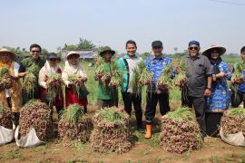 Pemkot Tangerang panen 1,5 ton bawang merah bareng petani binaan