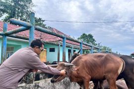 Pemkab Batang Hari terus lakukan pengecekan kesehatan hewan kurban