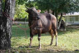 PT Timah salurkan ratusan hewan kurban di tiga provinsi