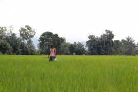 Nilai tukar petani Lampung pada Mei 2025 naik 2,14 persen