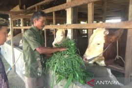 Suroso sempat kaget sapinya dibeli untuk kurban Presiden Prabowo