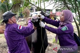 DPKP Kotim periksa kesehatan hewan kurban di 60 lokasi