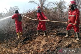 Kebun sawit terdampak kebakaran lahan di Mukomuko capai 13,58 hektare