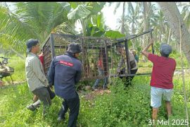 BBKSDA Riau pasang perangkap harimau di Indragiri Hilir