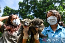 Kelahiran Binturong di Kebun Binatang Bandung