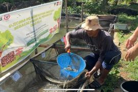 Semen Padang Buktikan Efektivitas Maggot untuk Tingkatkan Pertumbuhan Ikan Nila