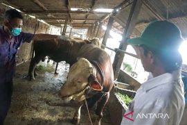 Pemkab Batang minta utamakan ternak pejantan untuk kurban