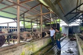 Jelang kurban, ini yang dilakukan Distan Aceh Besar