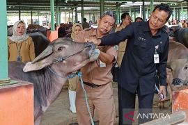 Dispertan Kudus  tidak temukan ternak sakit saat awasi sejumlah lokasi