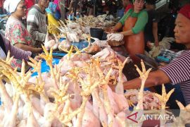 Babel kemarin, Tata niaga ayam potong hingga pengawasan anak bermedsos