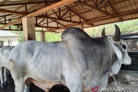 Presiden Prabowo berikan hewan kurban untuk warga Kota Padangsidimpuan