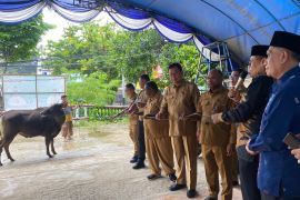 Pemkot Sorong salurkan 30 ekor hewan kurban kepada 30 masjid