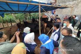 Pemkot Cirebon pastikan stok hewan kurban mencukupi kebutuhan Idul Adha