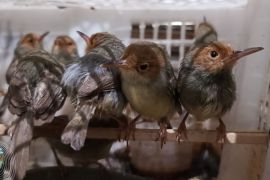 Ministry saves hundreds of songbirds from Bali smuggling