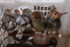 Ministry saves hundreds of songbirds from Bali smuggling