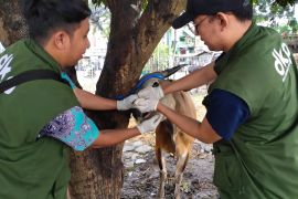 Ini biaya potong hewan kurban di RPH Bayur Kota Tangerang Rp60 ribu/ekor