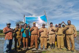 Pemprov Papeg dorong penanaman padi tingkatkan kemandirian pangan