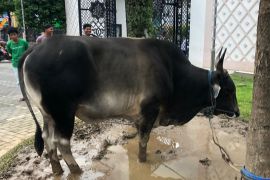 Masjid Raya Maluku terima penyerahan sapi kurban dari Presiden Prabowo