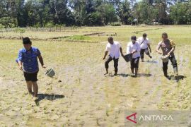 Kios Pupuk Raja Tani gandeng Dinas PKP Palas gelar pemupukan perdana di lahan petani