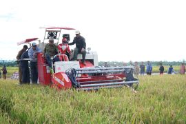 Bupati dan Wakil Bupati Sambas panen raya padi di Simpuan