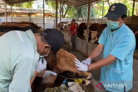 Pemkot Jakut temukan belasan hewan kurban sakit