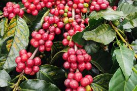 Hasil transformasi, PTPN target produksi kopi tertinggi mencapai 1.200 Ton