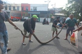 Buruh bangunan tangkap ular sanca 4 meter di timbunan pasir