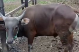 Pemkot Palembang periksa kesehatan hewan kurban