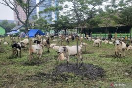 Pemkot Bandung targetkan periksa 16.000 hewan kurban menjelang Idul Adha